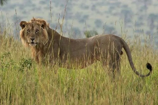  Best visit guide to Murchison falls national park on 3 days Uganda safari